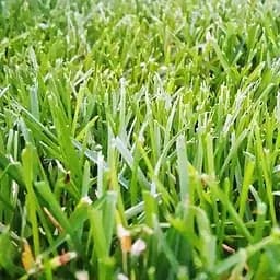 Трава Весна Райграс пасовищний 500 г (50266)