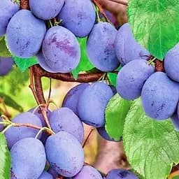 Саджанець Agro-Market Слива Чачакська найбільш (46278) 1 шт. в упаковці