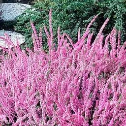 Саджанець Agro-Market Верес вічнозелений Svenja (44143)