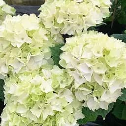 Гортензія квітуча крупнолиста "Вуду" вазон С1,5 (185130) 1 саженец