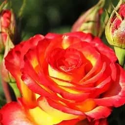 Роза чайно-гибридная Agro-Market Высшее общество саженец класса АА+ высший сорт 1 шт. в упаковке (38382)