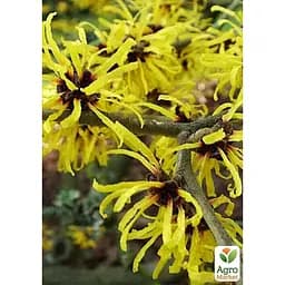 Гамамелис Виргинский волшебный орех 1 саженец (181992)