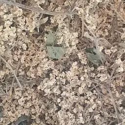 100 г бузина квіти/цвіт сушений - свіжий урожай