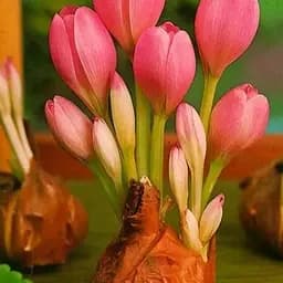 Колхикум "Cilicicum purpureum" 1 шт (17304)