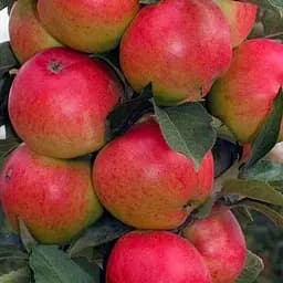 Саджанець Agro-Market Яблуня колоновидна Патріот (літній сорт, ранній термін дозрівання) (21021) 1 шт. в упаковці