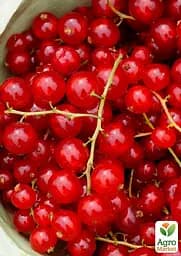 Саджанець Agro-Market Порічка (смородина) червона Джуніфер ранній термін дозрівання, високоврожайний сорт) 1 шт. в пакуванні (178535) - мініатюра 2