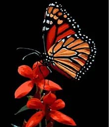 Набор для росписи по номерам Красота бабочки на красном цветке, Strateg, на черном фоне, 30x40 см, FH-13