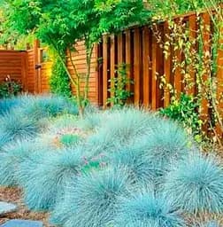 Саджанець Agro-Market Костриця сиза Intense Blue (60489) 1 шт. в упаковці