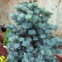 Пихта Concolor Agro-Market Compacta 4-х летняя высота 25-35см 183667 1 саженец в упаковке