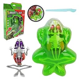 Дитячий лабораторнний набір Жаба 801B, скелет, внутрішні органи