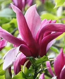 Магнолія Agro-Market Nigra 4-х річна лілієквіткова висота 110-150 см 1 саджанець в упаковці (185169)