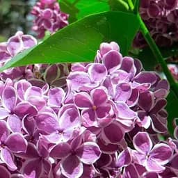 Саджанець Agro-Market Бузок пурпурний з білою смужкою Сенсація (Sensation) (23855)