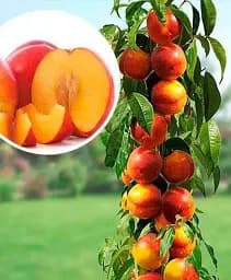 Саджанець Agro-Market Нектарин колоновидний Фантазія 1 шт. в упаковці (52686)