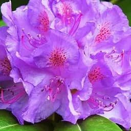 Рододендрон Agro-Market Catawbiense лиловый 1 саженец в упаковке (45485)