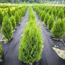 Туя Semi Смарагд західна пірамідальна крона 70-80 см 1 шт. об'єм ґрунту 4 л