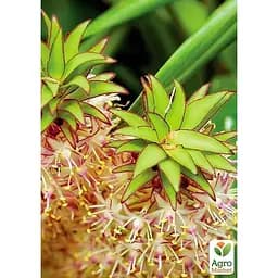 Ананас комнатный Agro-Market Чампака (184132) 1 саженец в упаковке 