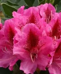 Рододендрон Agro-Market Cosmopolitan цветущий 5-летний высота 70 см из Нидерландов 1 саженец в упаковке (146067)