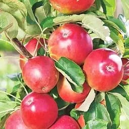 Саджанець Agro-Market Яблуня Бені Шогун (зимовий сорт, пізній термін дозрівання) (25745) 1 шт. в упаковці