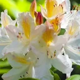 Рододендрон Agro-Market Daviesii азалиевидный 1 саженец в упаковке (45693)