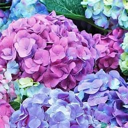 Саженец Agro-Market Гортензия крупнолистная Hamburg (45336)