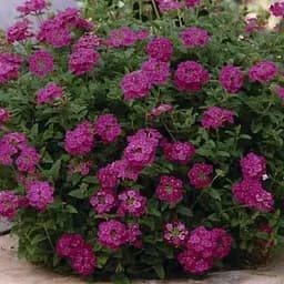 Вербена ампельная "Empress Sun Cherry" (86029) 1 саженец