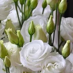 Еустома махрова "Rosita White" укорінена в контейнері Р9 (50589) 1 саженец