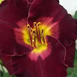 Лилейник "Black jack Cherry" 1 шт NEW (47077)