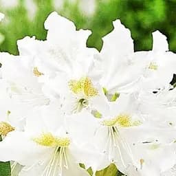 Саджанець Agro-Market Рододендрон білий Cunningham's white (114989)