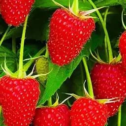 Малина Agro-Market "Polka" (ремонтантный высокоурожайный транспортабельный сорт польской селекции) 1-летний саженец (189508) 1 шт в упаковке