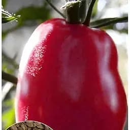 Насіння Весна на вагу Томат Де-барао царський рожевий ціна за 1 г (35728)