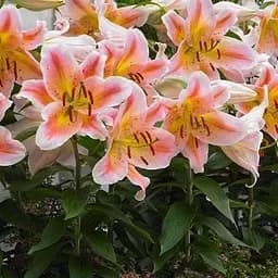 Лілія горщикова "Salmon Party" (181325) 1 шт