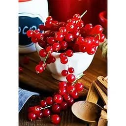 Саджанець Agro-Market Порічка (смородина) червона Улюблена (середній термін дозрівання, високоврожайний сорт) 1 шт. в упаковці (24604)