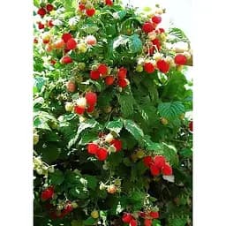 Саджанець Agro-Market Малинове дерево Галактика 1 шт. в упаковці (35348)