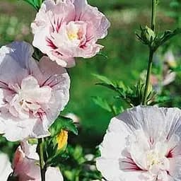 Саджанець Agro-Market Гібіскус деревоподібний махровий China Chiffon вазон P9 (181380)