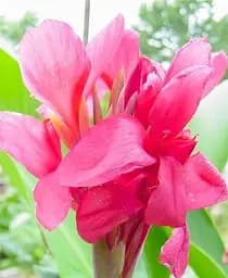 Саженец Agro-Market Канна Низкорослая Crimson Beauty 1 шт. в упаковке (49749)