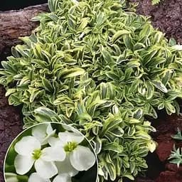 Арабис Фердинанда Old Gold (ризуха, многолетний почвопокровник) (189580) 1 саженец в упаковке