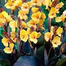 Канна "Louis Cottin" 1 шт (35489)