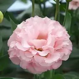 Эустома махровая Corelli Peach укоренена в контейнере Р9 (190785) 1 саженец