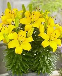 Луковица Agro-Market Лилия Горщикова Ilse 1 шт. в упаковке (176123)