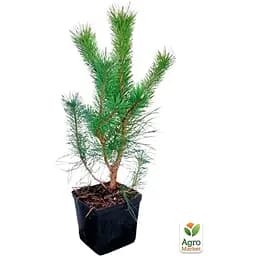 Саджанець Agro-Market Сосна гірська піренейська 4-річна Mugo Mughus висота 45-55см (115697) - мініатюра 3