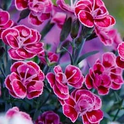 Гвоздика Махрова "Purple Wedding" (188616) 1 саженец