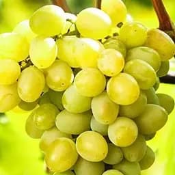 Саженец Agro-Market Виноград Августин (Плевен) ранний срок созревания, сверхвысокая урожайность) (19931)