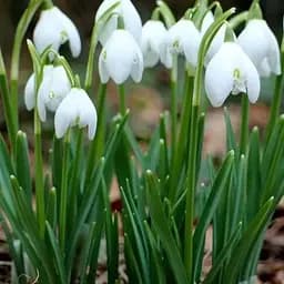 Подснежник (галантус) "Белый" 5 шт (17300)