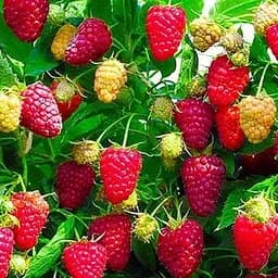 Саджанець Agro-Market Малина Діамантова (ремонтантний великоплідний сорт) 2 шт. в пакуванні (17671)