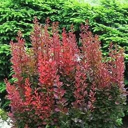 Саджанець Agro-Market Барбарис Тунберга 3-х річний Red Pillar С2, висота саджанця від 25см (62766)