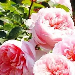 Троянда англійська Agro-Market Вайлдів саджанець класу АА+ вищий сорт 1 шт. в упаковці (120451)