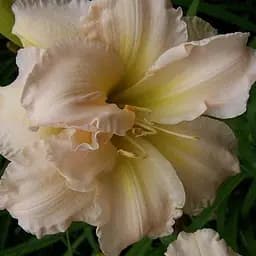 Саженец Agro-Market Лилейник Peggy Jeffcoat 1 шт.