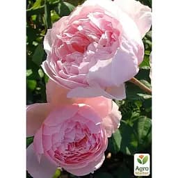 Саджанець Agro-Market Троянда англійська The Alnwick Rose (клас АА +) вищий сорт (37123) 1 шт. - мініатюра 3