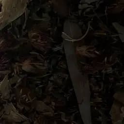 Збір трав'яний для нормалізації внутрішньочерепного тиску, 100 г