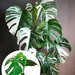 Монстера Agro-Market Deliciosa variegatum Alba 30-40 см (189395) 1 саженец в упаковке (комнатный) Нидерланды